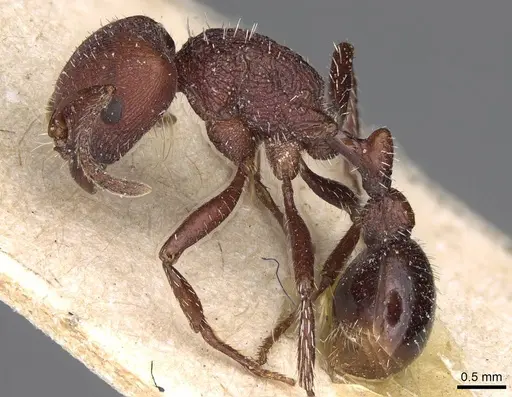 Pogonomyrmex inermis - CASENT0914203