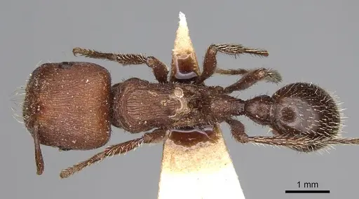 Pogonomyrmex inermis - CASENT0914207