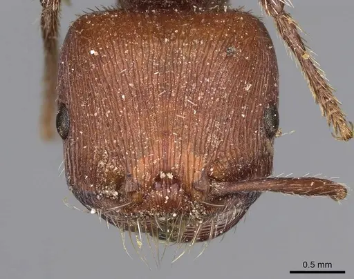 Pogonomyrmex inermis - CASENT0914207