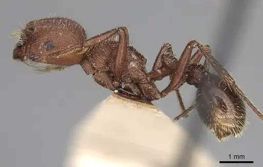 Pogonomyrmex inermis - CASENT0914207