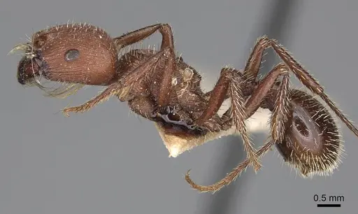 Pogonomyrmex inermis - CASENT0914207