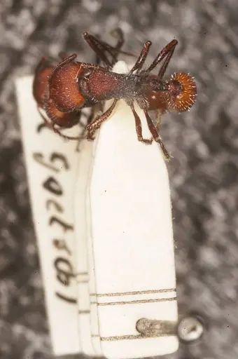 Pogonomyrmex intermedius specimen