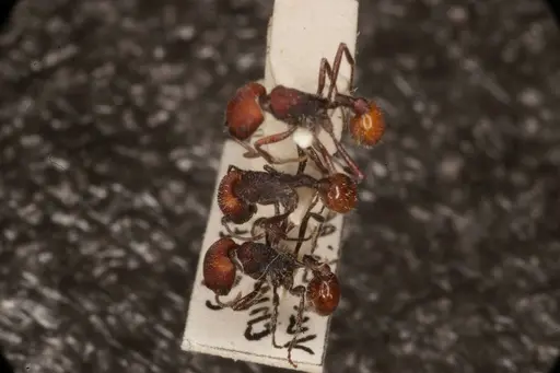 Pogonomyrmex intermedius specimen