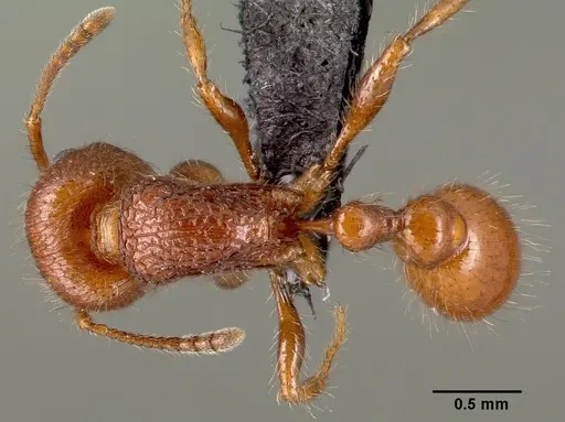 Pogonomyrmex laevinodis specimen