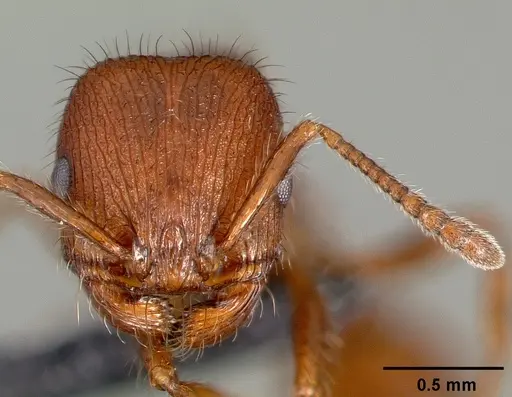 Pogonomyrmex laevinodis specimen