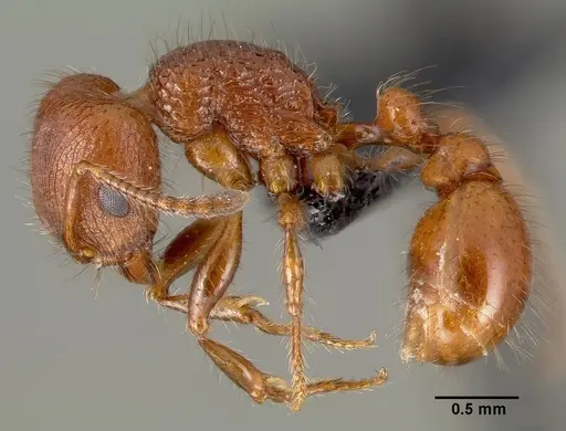 Pogonomyrmex laevinodis - CASENT0006280