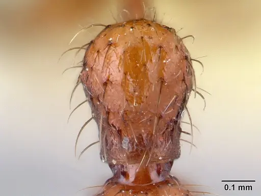 Pogonomyrmex laevinodis - CASENT0217271