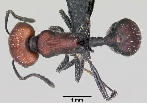 Pogonomyrmex lagunabravensis specimen