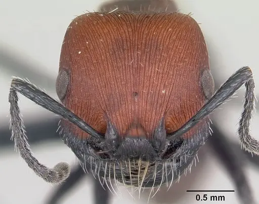 Pogonomyrmex lagunabravensis specimen