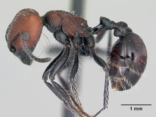 Pogonomyrmex lagunabravensis specimen