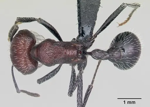Pogonomyrmex laticeps specimen