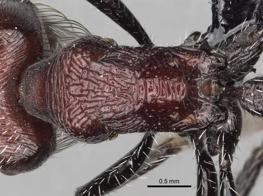 Pogonomyrmex laticeps specimen