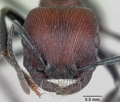 Pogonomyrmex laticeps specimen