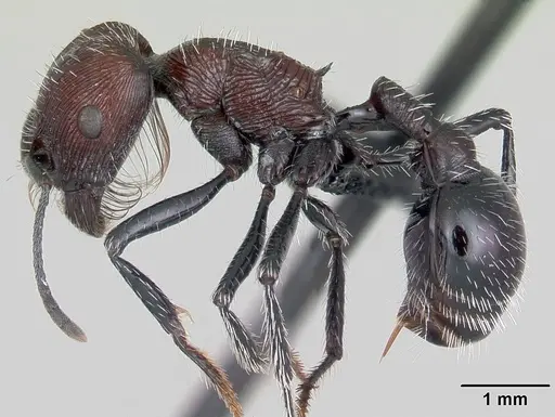 Pogonomyrmex laticeps - CASENT0103263