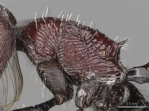 Pogonomyrmex laticeps - CASENT0103263