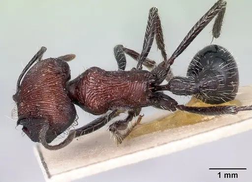 Pogonomyrmex laticeps - CASENT0217255