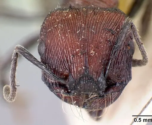 Pogonomyrmex laticeps - CASENT0217255