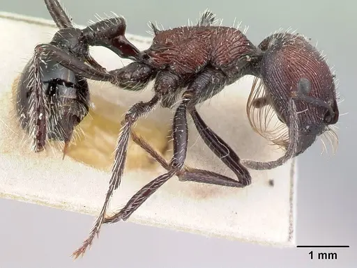 Pogonomyrmex laticeps - CASENT0217255