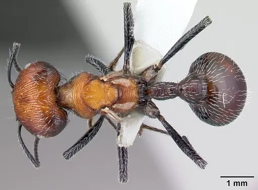 Pogonomyrmex laticeps - CASENT0217265