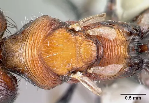 Pogonomyrmex laticeps - CASENT0217265