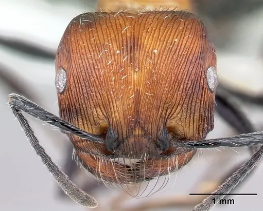 Pogonomyrmex laticeps - CASENT0217265