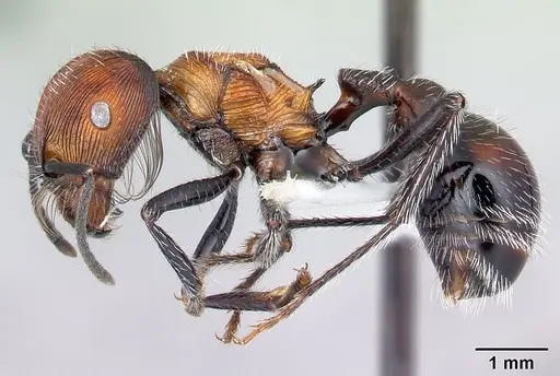 Pogonomyrmex laticeps - CASENT0217265