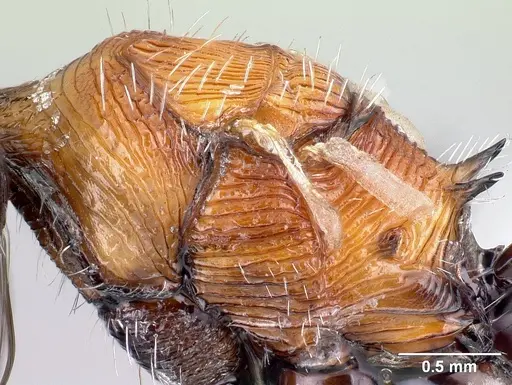 Pogonomyrmex laticeps - CASENT0217265