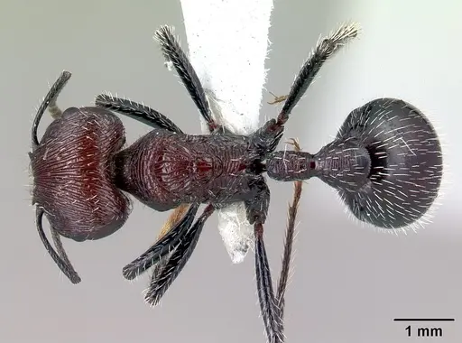 Pogonomyrmex laticeps - CASENT0217266