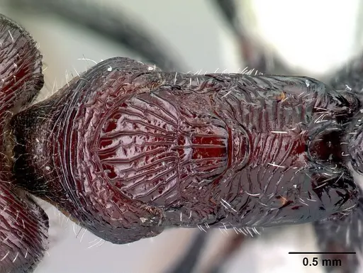 Pogonomyrmex laticeps - CASENT0217266