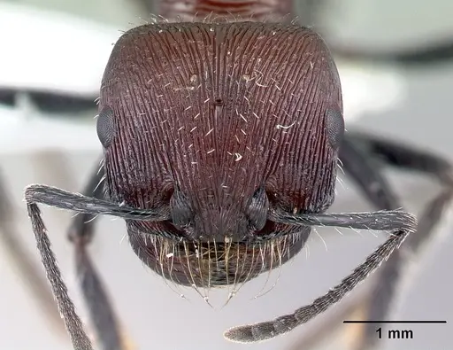 Pogonomyrmex laticeps - CASENT0217266