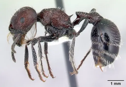 Pogonomyrmex laticeps - CASENT0217266