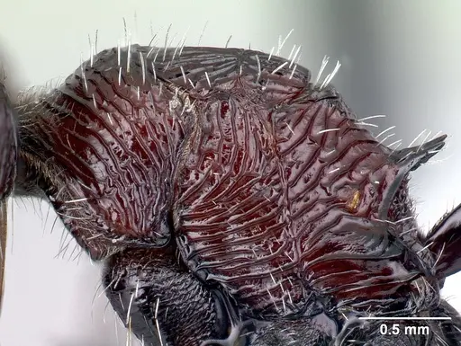 Pogonomyrmex laticeps - CASENT0217266