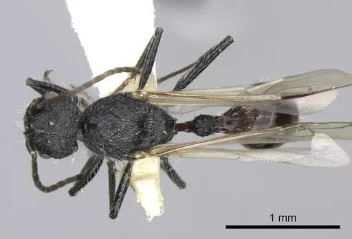 Pogonomyrmex laticeps - CASENT0235297