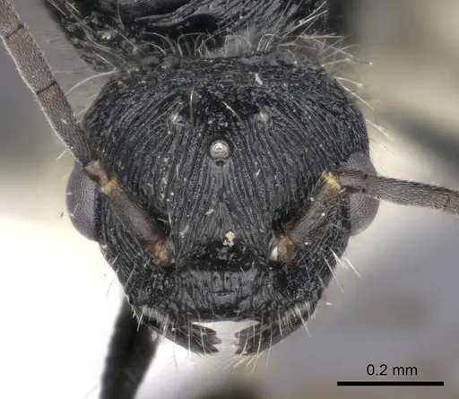 Pogonomyrmex laticeps - CASENT0235297