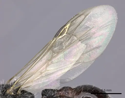 Pogonomyrmex laticeps - CASENT0235297