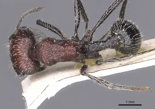 Pogonomyrmex laticeps - CASENT0913097