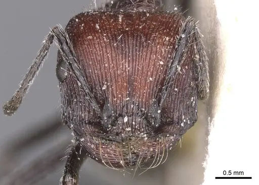 Pogonomyrmex laticeps - CASENT0913097