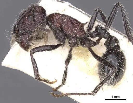 Pogonomyrmex laticeps - CASENT0913097