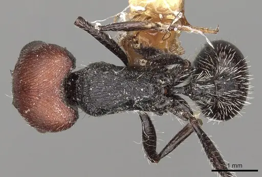 Pogonomyrmex leonis specimen