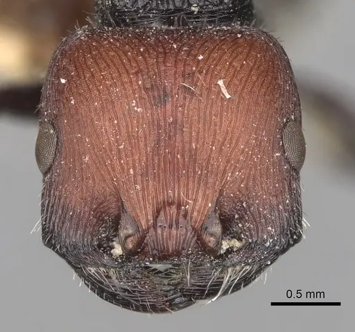 Pogonomyrmex leonis specimen