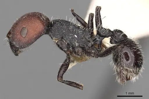 Pogonomyrmex leonis specimen