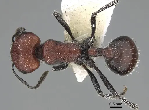 Pogonomyrmex loaensis specimen