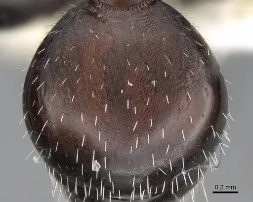Pogonomyrmex loaensis specimen