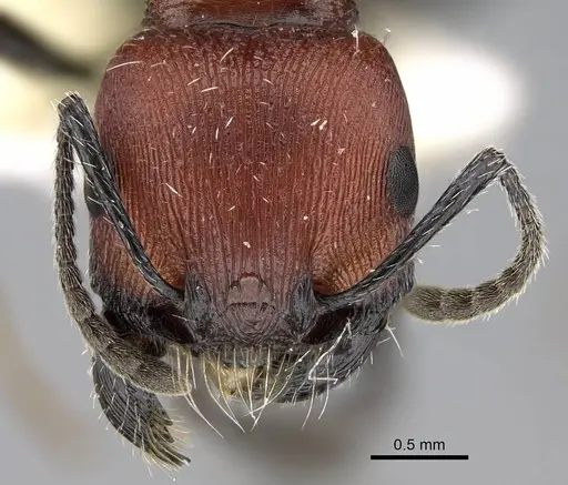 Pogonomyrmex loaensis specimen