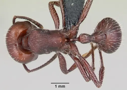 Pogonomyrmex lobatus specimen