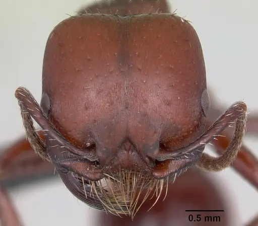 Pogonomyrmex lobatus specimen