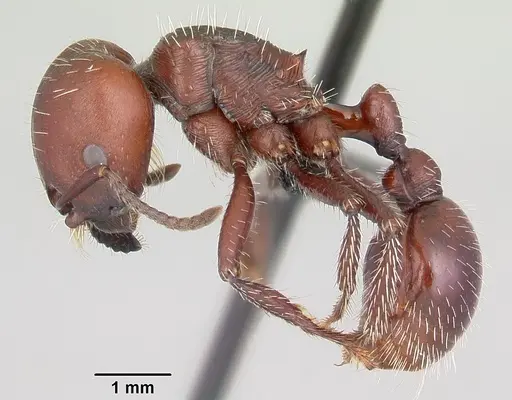 Pogonomyrmex lobatus specimen