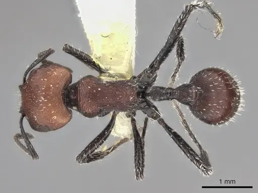 Pogonomyrmex longibarbis specimen