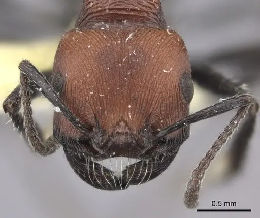 Pogonomyrmex longibarbis specimen