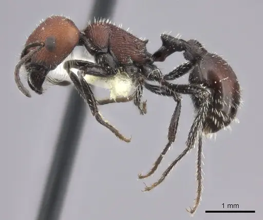 Pogonomyrmex longibarbis specimen